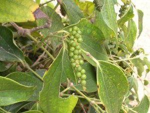 Kampot pepper