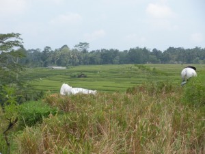 Looking back at the rice paddies we biked through