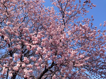 Cherry blossoms
